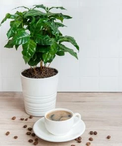Fast Growing Trees Full Landscape Kits For Any Climate Barista Kit