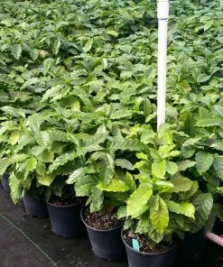 Fast Growing Trees See All House & Patio Arabica Coffee Plant