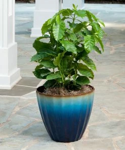 Fast Growing Trees See All House & Patio Arabica Coffee Plant