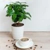 Fast Growing Trees See All House & Patio Arabica Coffee Plant