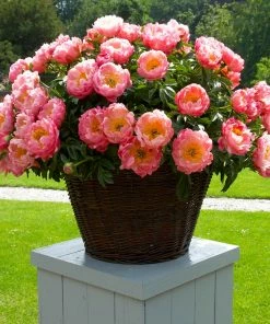 Fast Growing Trees Deer Resistant Plants Coral Charm Peony