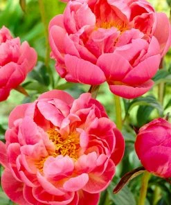 Fast Growing Trees Deer Resistant Plants Coral Charm Peony