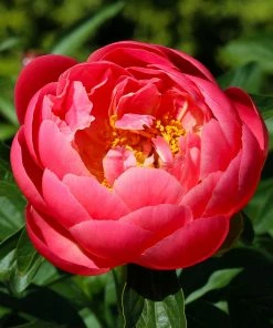 Fast Growing Trees Deer Resistant Plants Coral Charm Peony