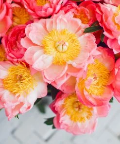 Fast Growing Trees Deer Resistant Plants Coral Charm Peony