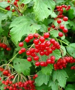 Fast Growing Trees American Cranberry