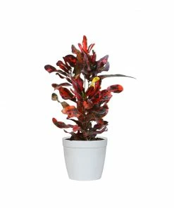 Fast Growing Trees Croton Plants Croton Mammy Plant