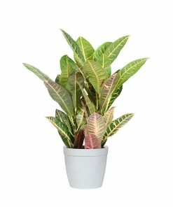 Fast Growing Trees Croton 'Petra' Plant