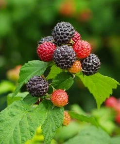 Fast Growing Trees Cumberland Black Raspberry - USDA Organic Raspberry Bushes