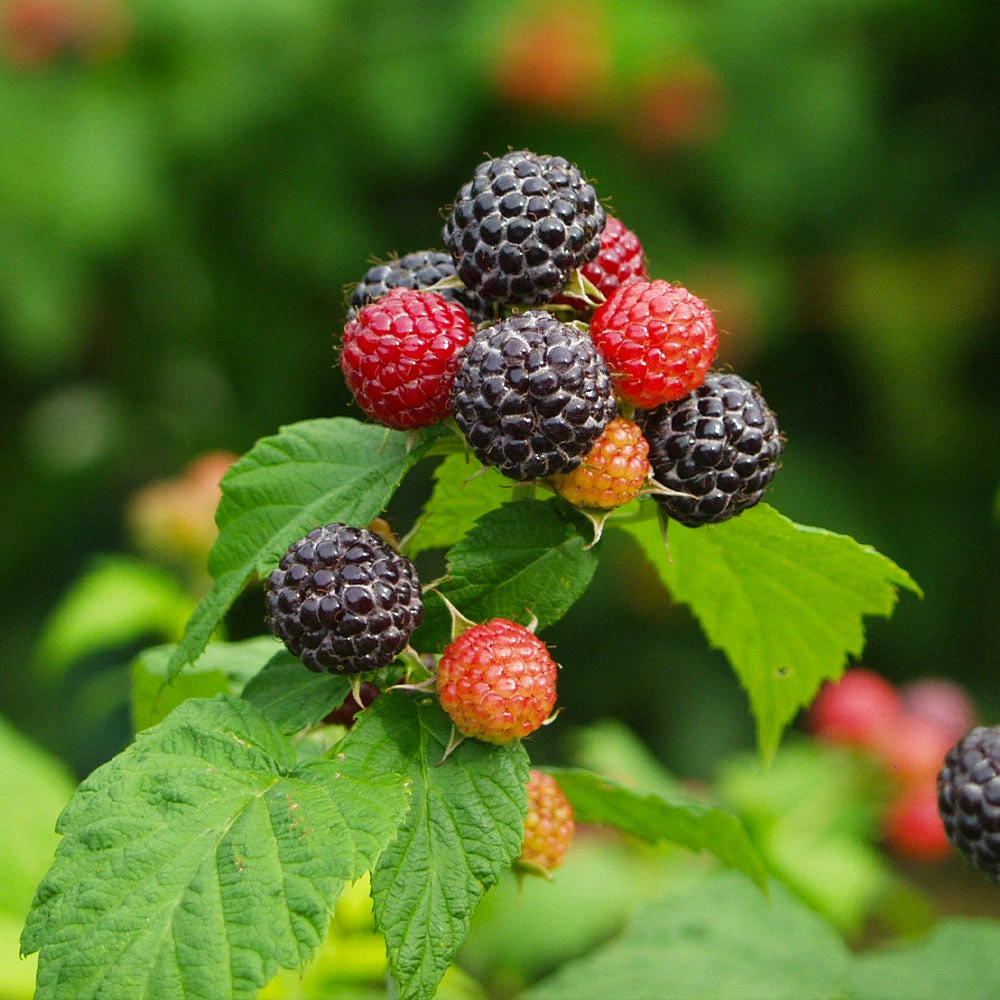 Fast Growing Trees Cumberland Black Raspberry - USDA Organic Raspberry Bushes 6 Fast Growing Trees Cumberland Black Raspberry - USDA Organic Raspberry Bushes