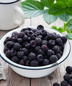 Fast Growing Trees Cumberland Black Raspberry Raspberry Bushes