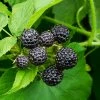 Fast Growing Trees Cumberland Black Raspberry Raspberry Bushes 2 Fast Growing Trees Cumberland Black Raspberry Raspberry Bushes