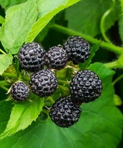 Fast Growing Trees Cumberland Black Raspberry Raspberry Bushes