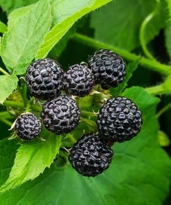 Fast Growing Trees Cumberland Black Raspberry Raspberry Bushes