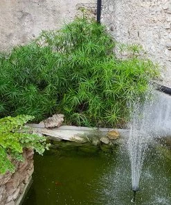 Fast Growing Trees Papyrus Plant