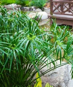 Fast Growing Trees Papyrus Plant