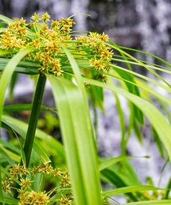 Fast Growing Trees Papyrus Plant
