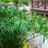 Fast Growing Trees Papyrus Plant 1 Fast Growing Trees Papyrus Plant