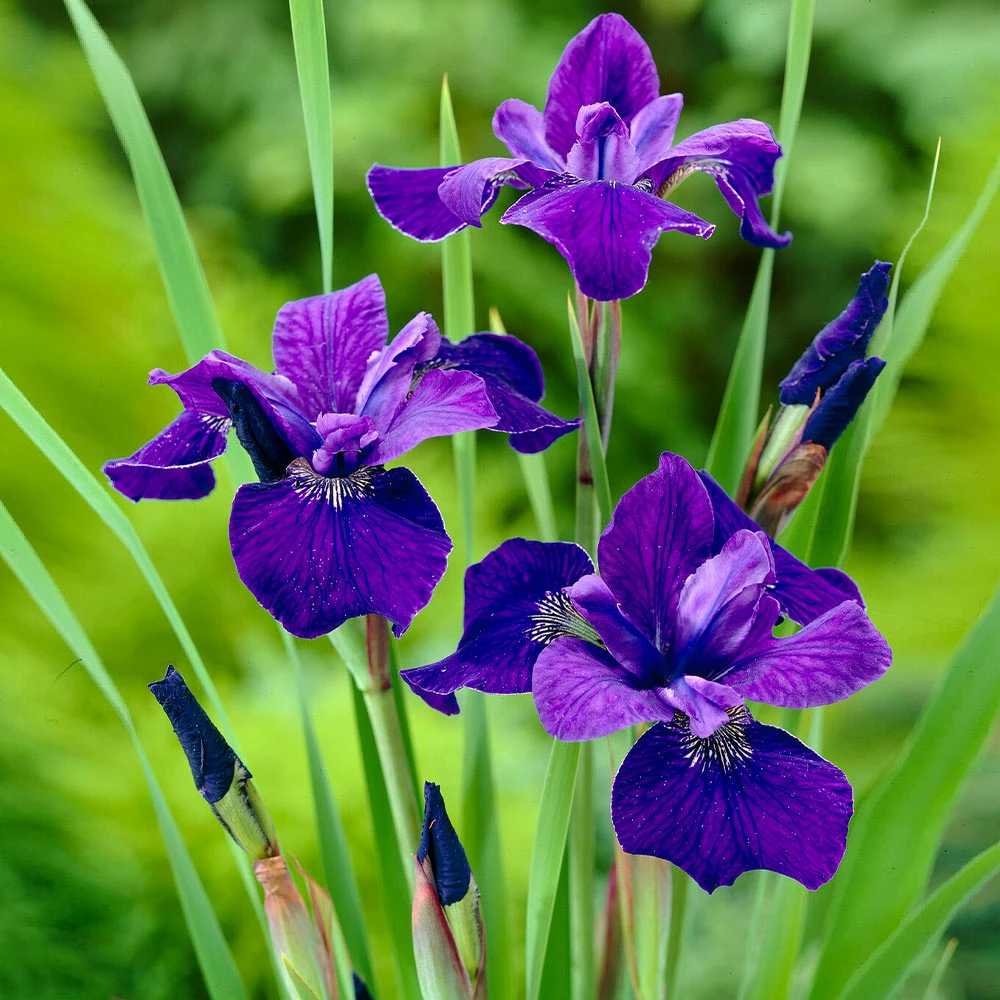 Fast Growing Trees Caesar's Brother Siberian Iris 4 Fast Growing Trees Caesar's Brother Siberian Iris