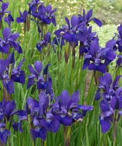 Fast Growing Trees Caesar's Brother Siberian Iris 8 Fast Growing Trees Caesar's Brother Siberian Iris