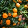 Fast Growing Trees Calamondin Bush