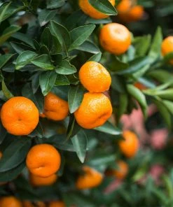 Fast Growing Trees Citrus Trees Calamondin Bush