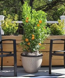 Fast Growing Trees Citrus Trees Calamondin Bush