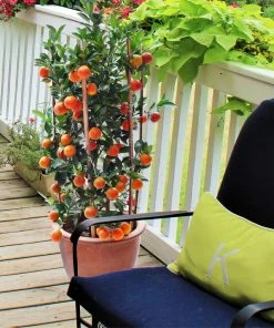 Fast Growing Trees Calamondin Bush