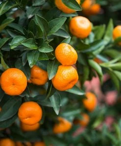 Fast Growing Trees Citrus Trees Calamondin Bush