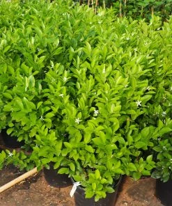 Fast Growing Trees Citrus Trees Calamondin Bush