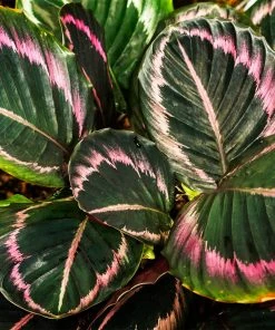 Fast Growing Trees Pet Friendly House Plants Calathea Dottie