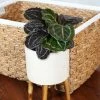 Fast Growing Trees Pet Friendly House Plants Calathea Dottie