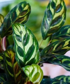 Fast Growing Trees Calathea Makoyana Pet Friendly House Plants