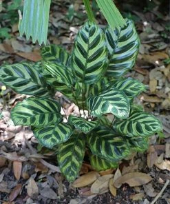 Fast Growing Trees Calathea Makoyana Pet Friendly House Plants