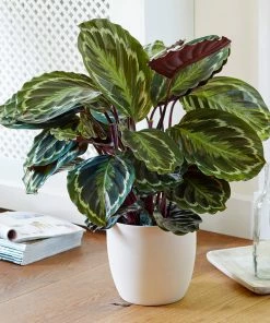 Fast Growing Trees Calathea Medallion Pet Friendly House Plants