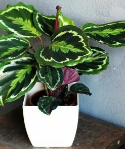 Fast Growing Trees Calathea Medallion Pet Friendly House Plants 9 Fast Growing Trees Calathea Medallion Pet Friendly House Plants