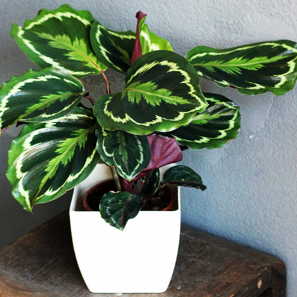 Fast Growing Trees Calathea Medallion Pet Friendly House Plants 5 Fast Growing Trees Calathea Medallion Pet Friendly House Plants