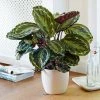 Fast Growing Trees Calathea Medallion Pet Friendly House Plants
