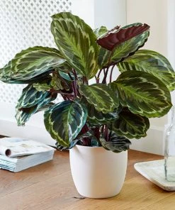 Fast Growing Trees Calathea Medallion Pet Friendly House Plants