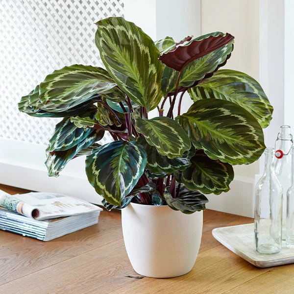 Fast Growing Trees Calathea Medallion Pet Friendly House Plants 3 Fast Growing Trees Calathea Medallion Pet Friendly House Plants