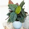 Fast Growing Trees Calathea Ornata