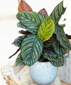 Fast Growing Trees Calathea Ornata