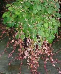 Fast Growing Trees See All Shrubs & Hedges Calico Cat™ Boston Ivy Vine