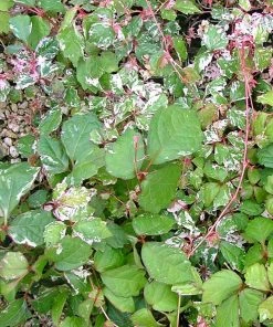 Fast Growing Trees See All Shrubs & Hedges Calico Cat™ Boston Ivy Vine