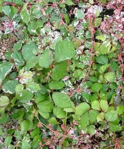 Fast Growing Trees See All Shrubs & Hedges Calico Cat™ Boston Ivy Vine