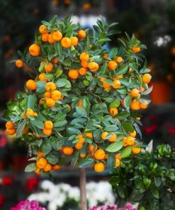 Fast Growing Trees Citrus Trees California Honey Mandarin Tree