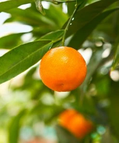 Fast Growing Trees Citrus Trees California Honey Mandarin Tree