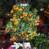 Fast Growing Trees Citrus Trees California Honey Mandarin Tree