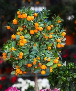 Fast Growing Trees Citrus Trees California Honey Mandarin Tree