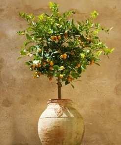 Fast Growing Trees Citrus Trees Calamondin Tree