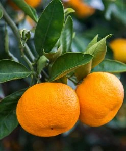 Fast Growing Trees Citrus Trees Calamondin Tree